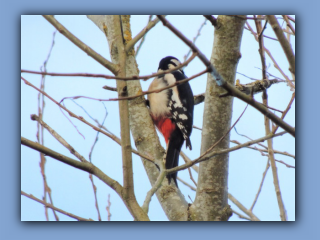 Great Spotted Woodpecker female - Dendrocopos major. Broomhill footbridge 8th February 2020 2.jpg